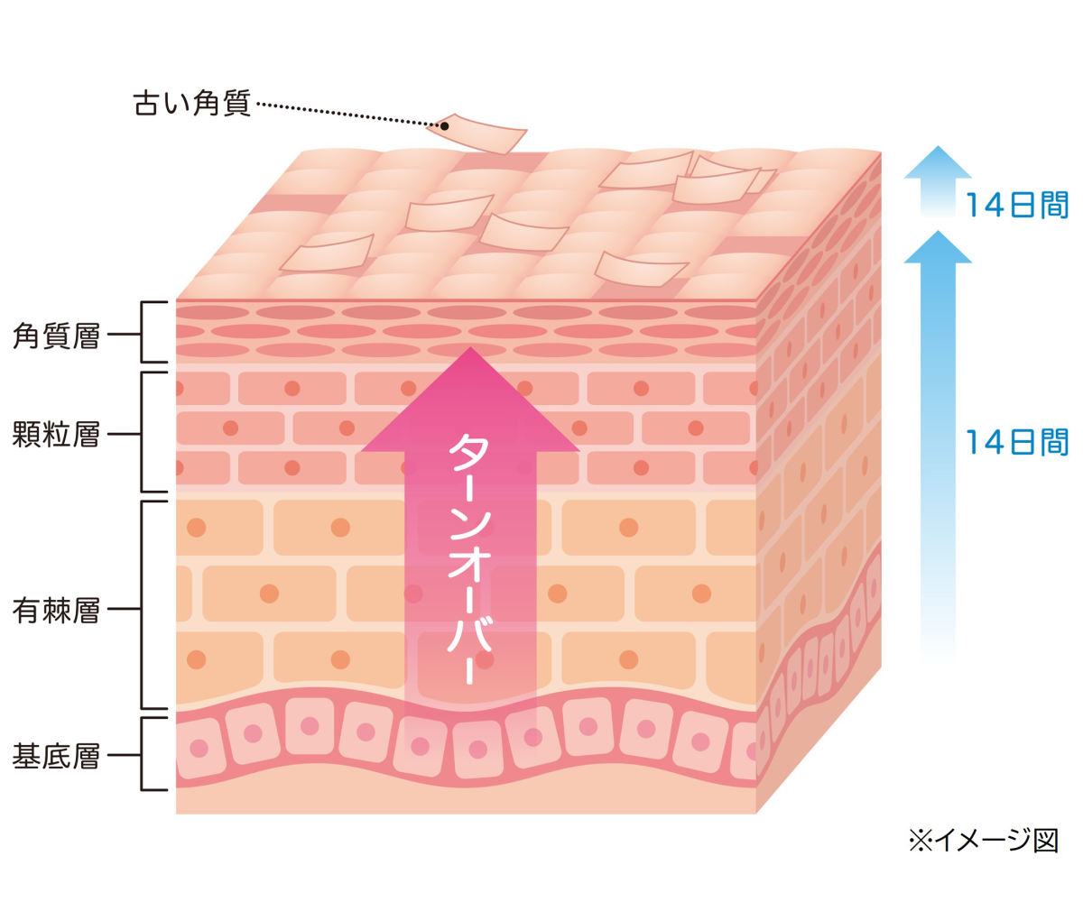 皮膚のターンオーバーのイメージ図