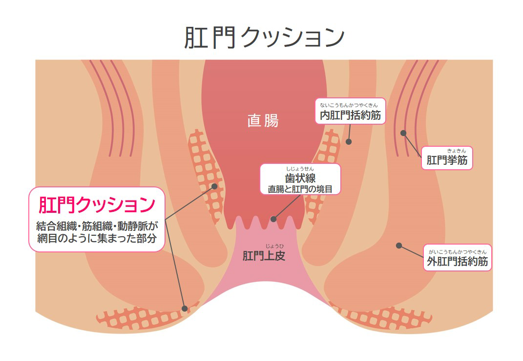 肛門クッションは、肛門括約筋（かつやくきん）と、粘膜と皮膚（直腸粘膜・肛門上皮（じょうひ））との間にある、結合組織や筋組織、動脈や静脈の血管が網の目のように集まった部分