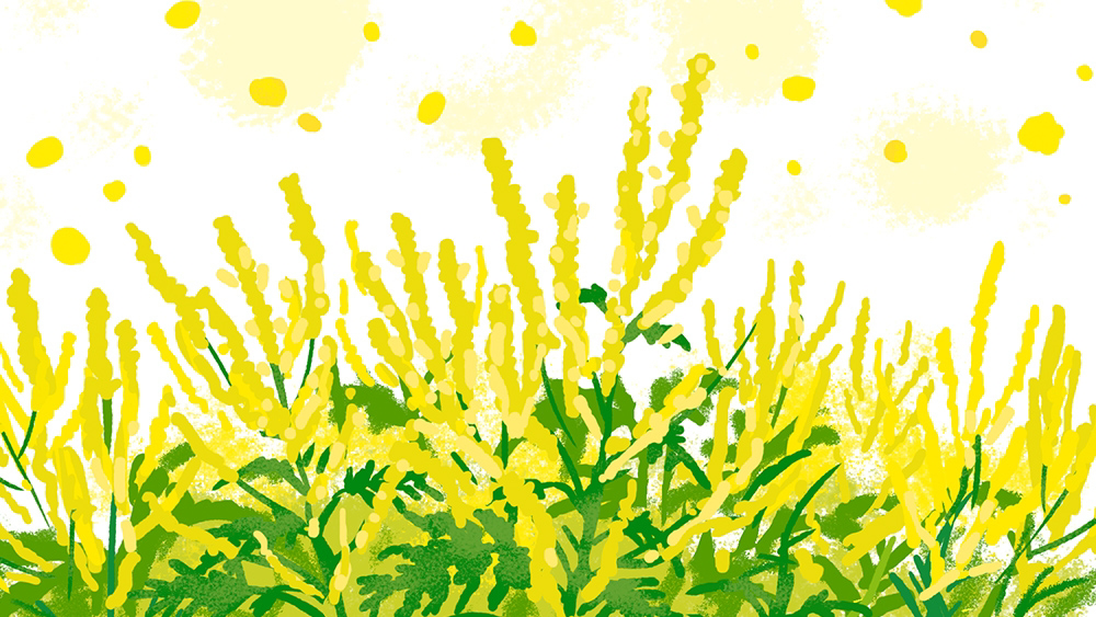 ブタクサの花粉症は秋から！特徴・症状・日常生活でできる対策法をご紹介