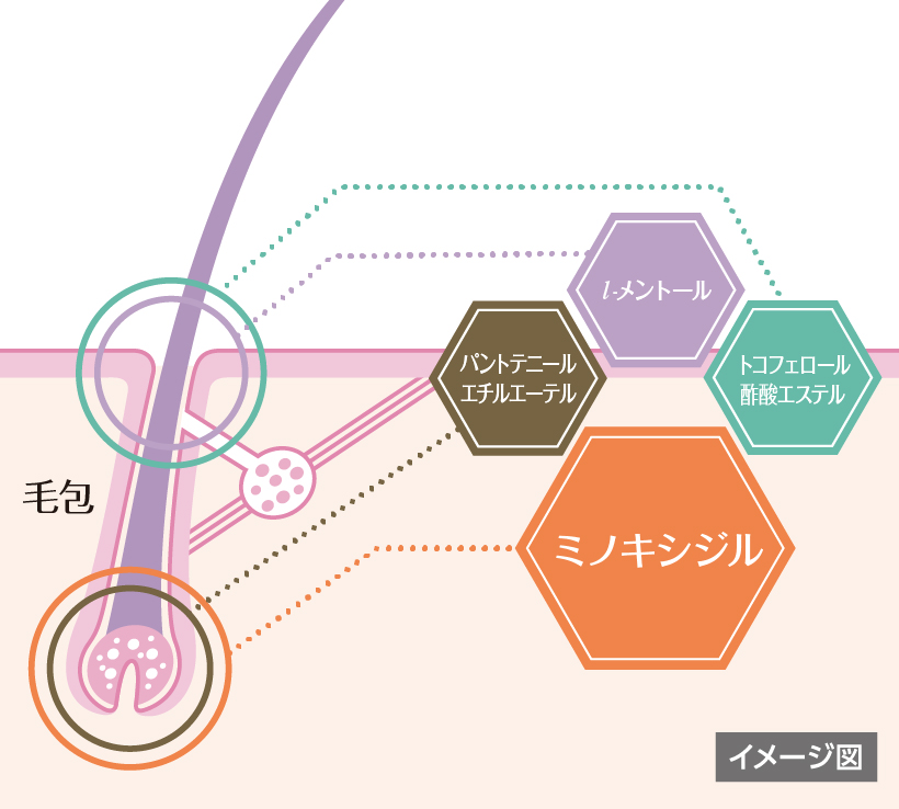 ミノキシジル成分の作用メカニズムのイメージ図