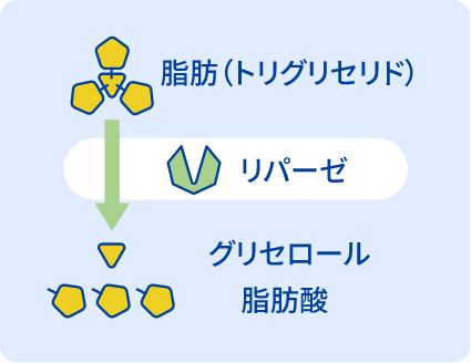 オルリスタットの作用