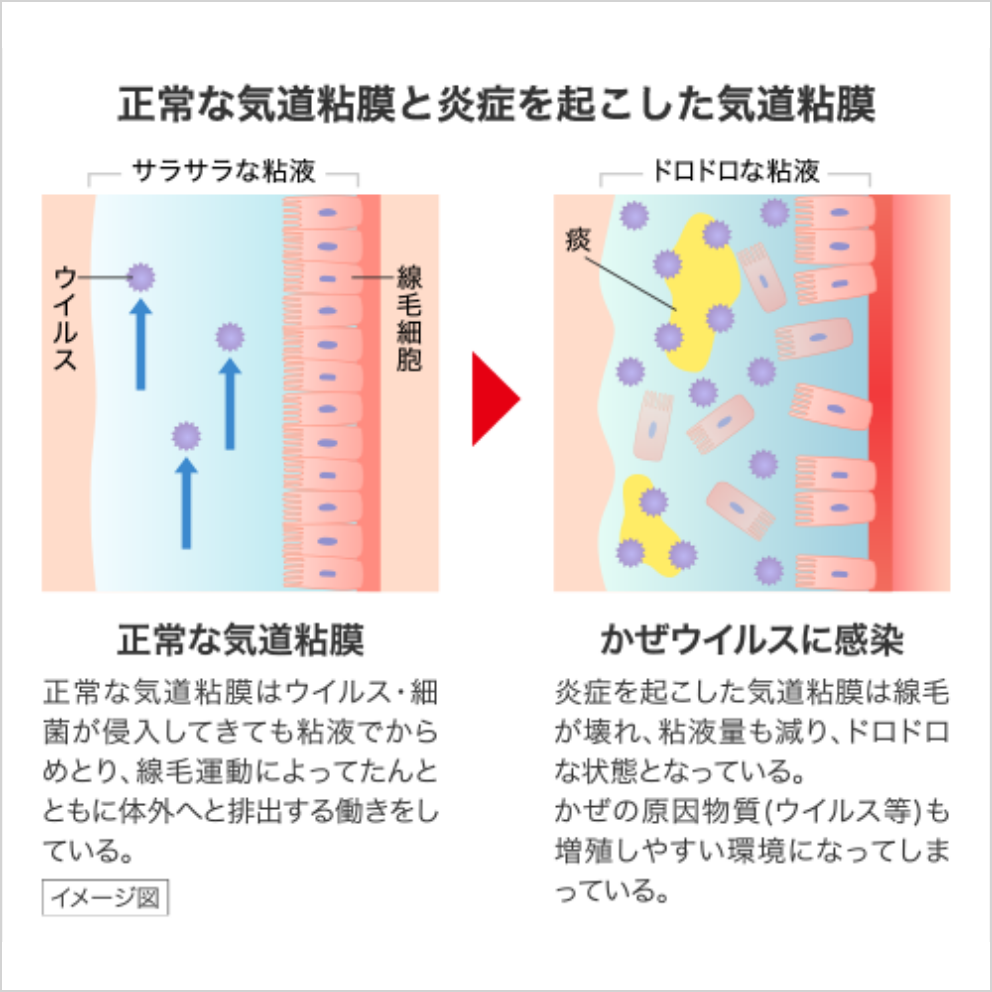 正常な気道粘膜と炎症を起こした気道粘膜