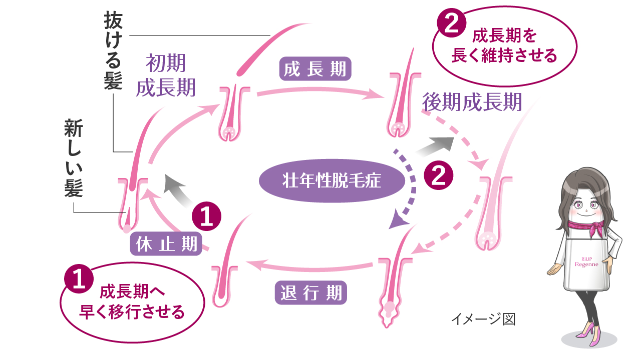 ミノキシジルの作用・効果が、①休止期の毛包を活性化させ初期成長期への移行を促し、②ヘアサイクルの短縮化を防ぎ、成長期を長く維持させることを示したヘアサイクルの図