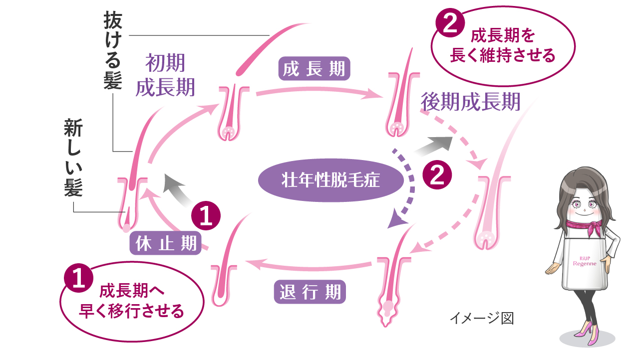 ミノキシジルの作用･効果が書かれているヘアサイクルのイメージ図 ミノキシジルは①成長期へ早く移行させる、②成長期を長く維持させる