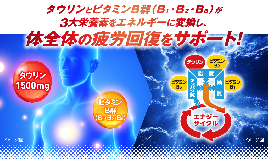 タウリンとビタミンB群が、体全体の疲労回復をサポート！