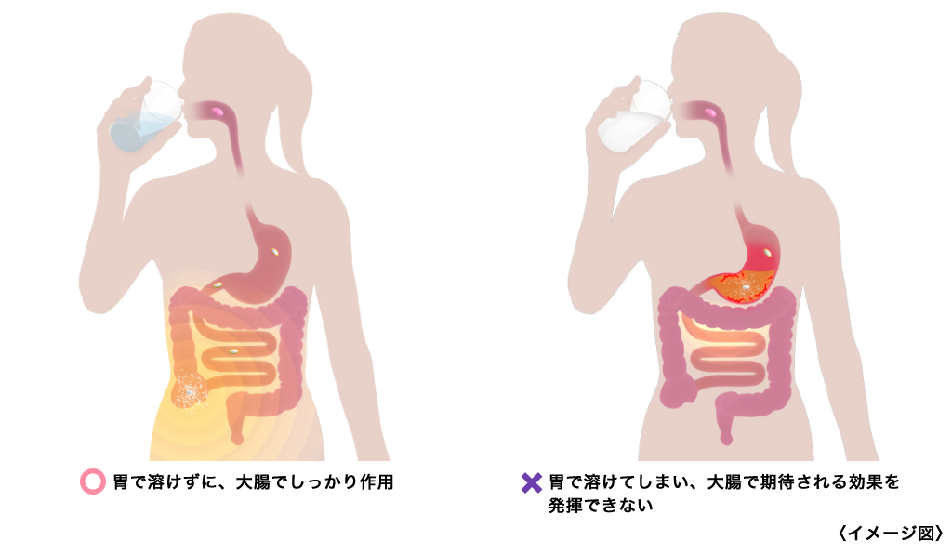 コーラックⅡを水で飲むと胃で溶けずに大腸でしっかり作用するが、牛乳で飲むと胃で溶けてしまい、大腸で期待される効果を発揮できない。