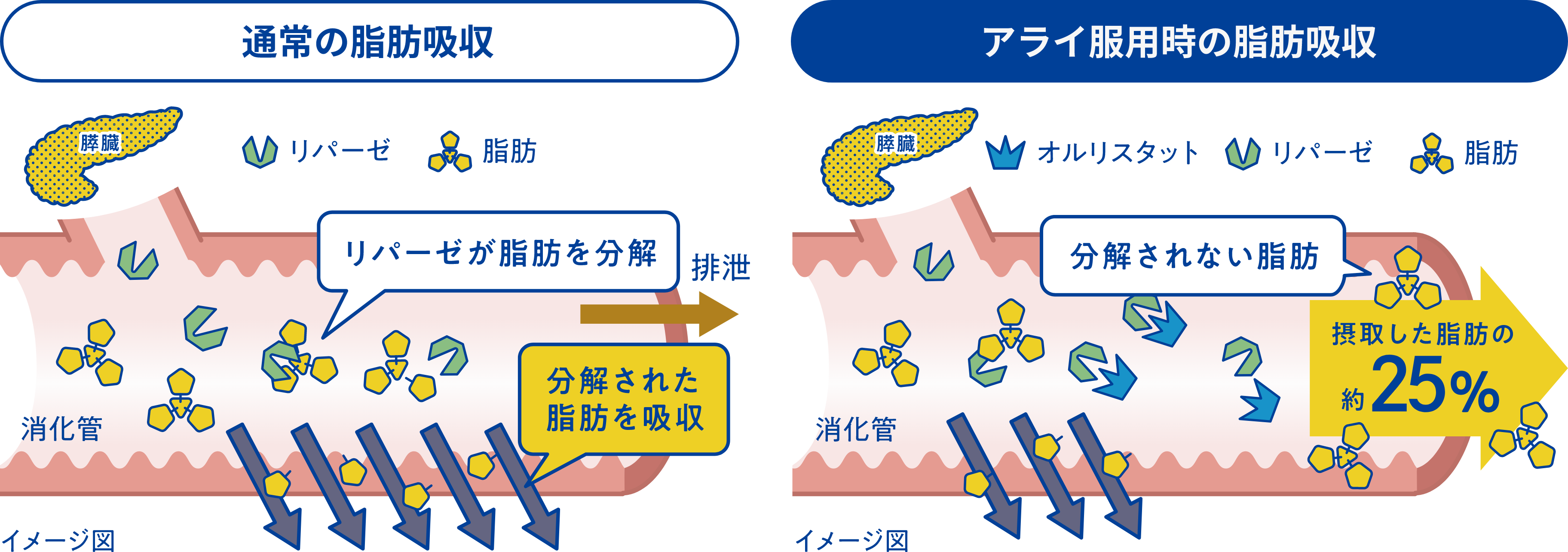 通常の脂肪吸収とアライ服用時の脂肪吸収