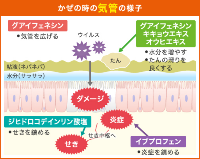 かぜの時の気管の様子