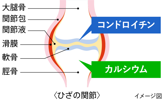 ひざ関節のイメージ図