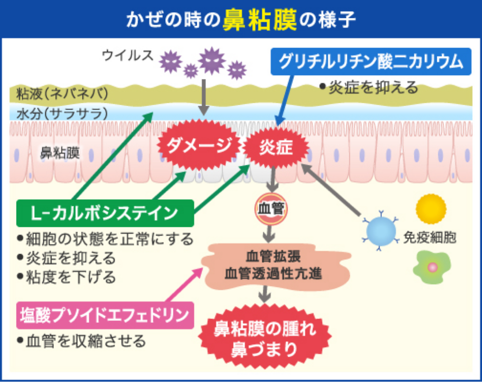 かぜの時の鼻粘膜の様子