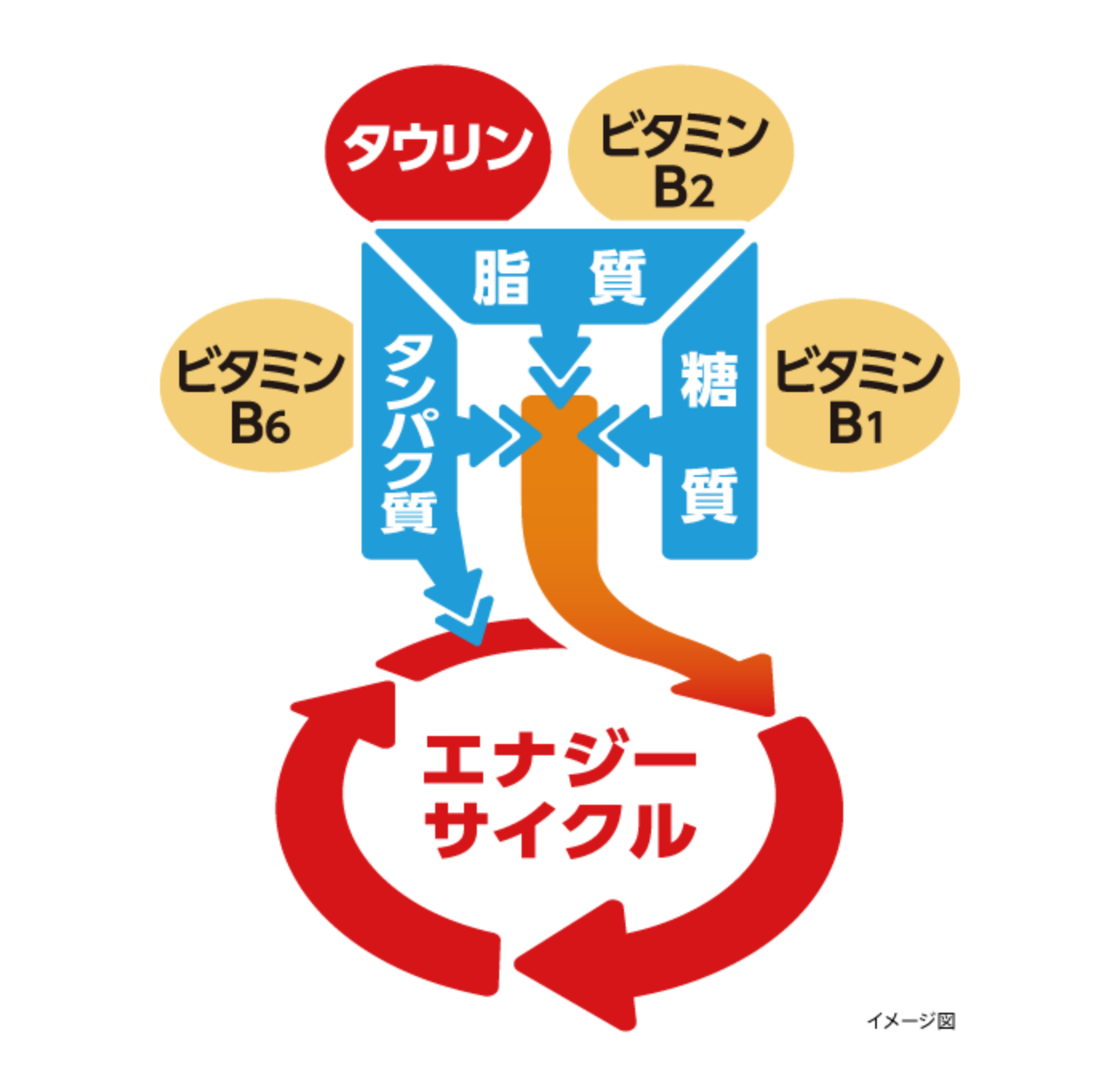 エナジーサイクル タウリンとビタミンB群が 3大栄養素を エネルギーに変換し、 体全体の疲れに効く