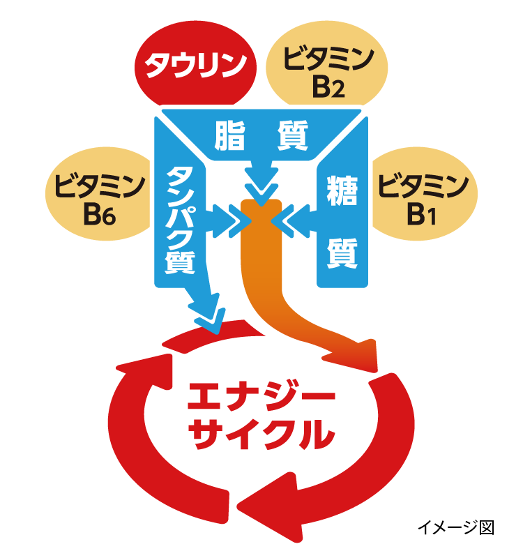 エナジーサイクル タウリンとビタミンB群が 3大栄養素を エネルギーに変換し、 体全体の疲れに効く