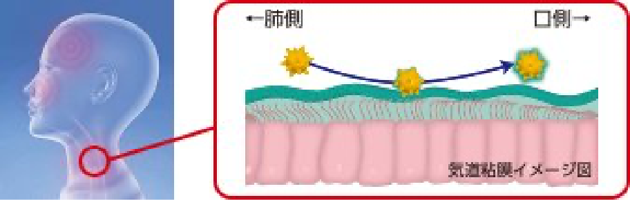 気道粘膜バリアは、気道に入ってきたウイルス・細菌をたんとともに排出する生体防御の最前線