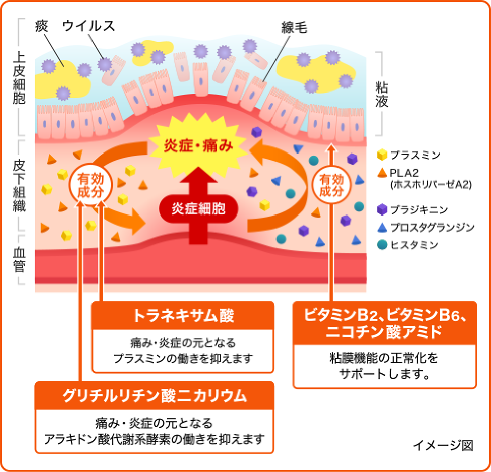 炎症を起こしてしまったのどはこんな状態に…