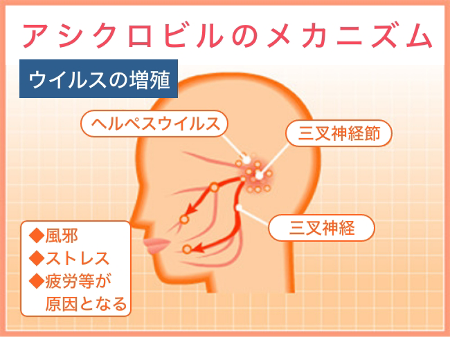 アシクロビルのメカニズム ウイルスの移動