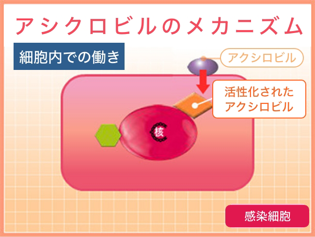 アシクロビルのメカニズム 細胞内での働き