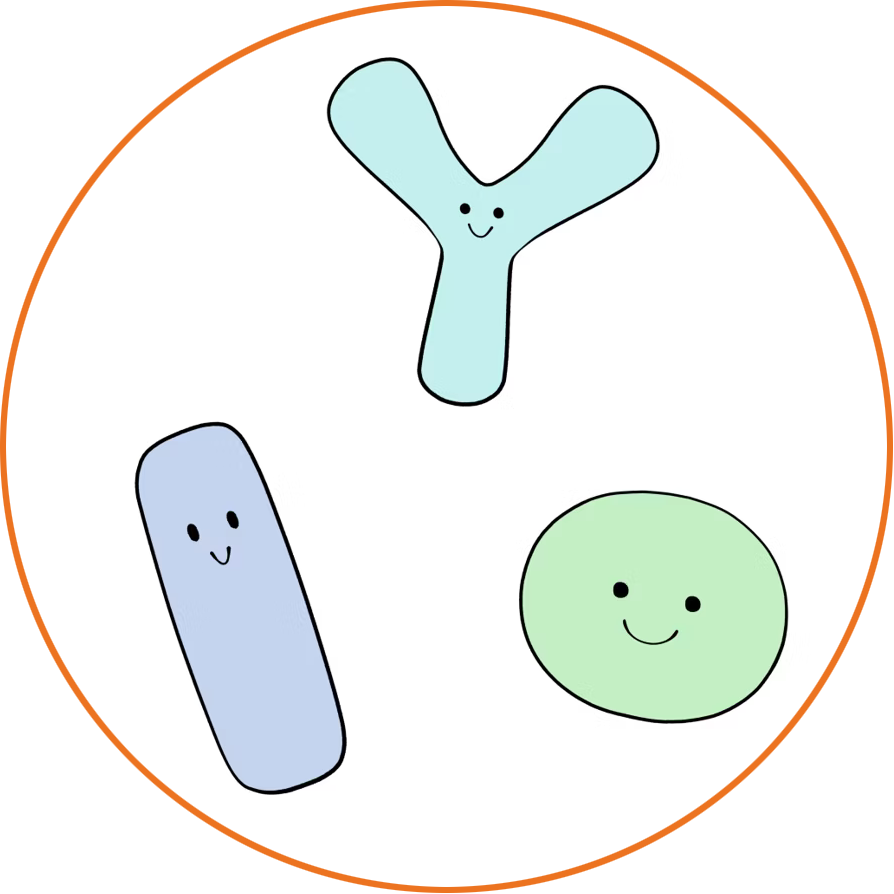 乳酸菌やビフィズス菌のイメージ図