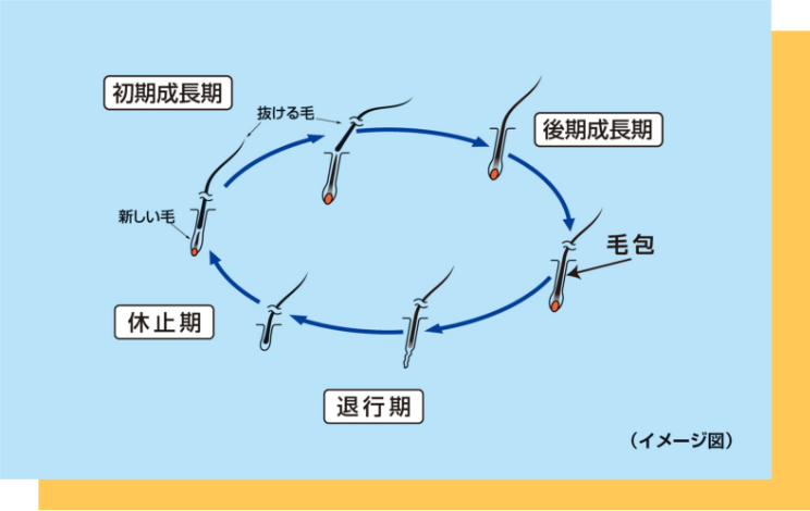 正常なヘアサイクル