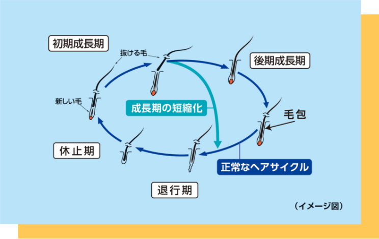 短くなったヘアサイクル