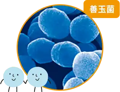 フェカーリス菌の画像