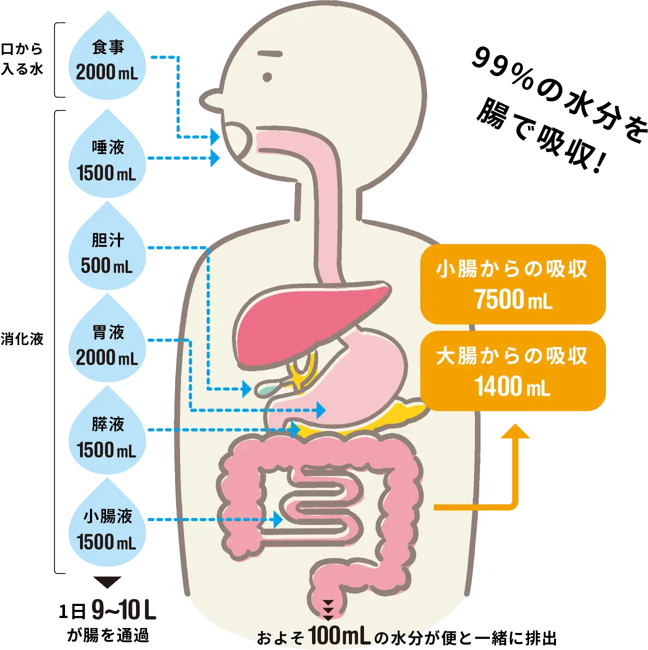 腸における水分の吸収量のイラスト