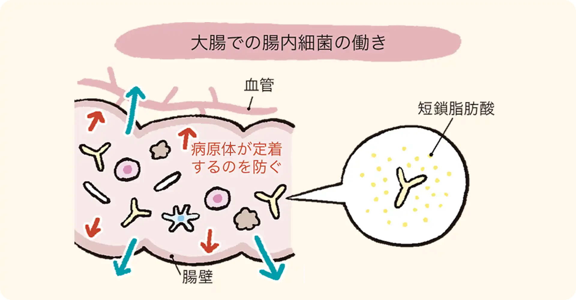 大腸での腸内細菌の働きのイメージイラスト