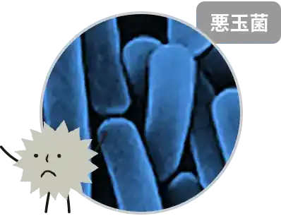 ウェルシュ菌の画像