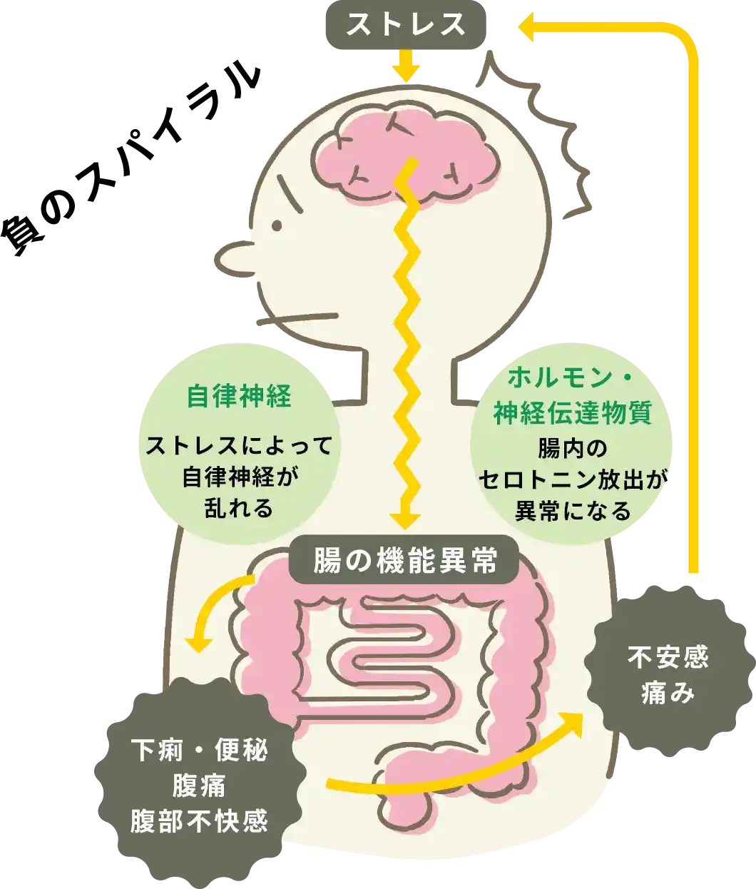脳と腸が自律神経やホルモン、神経伝達物質などの働きを通じて密接に関連しているイラスト