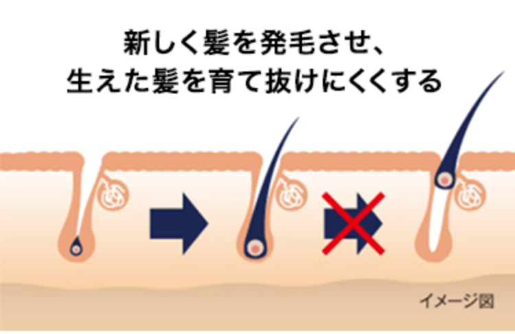 新しく髪を発毛させ、生えた髪を育て、抜けにくくする。