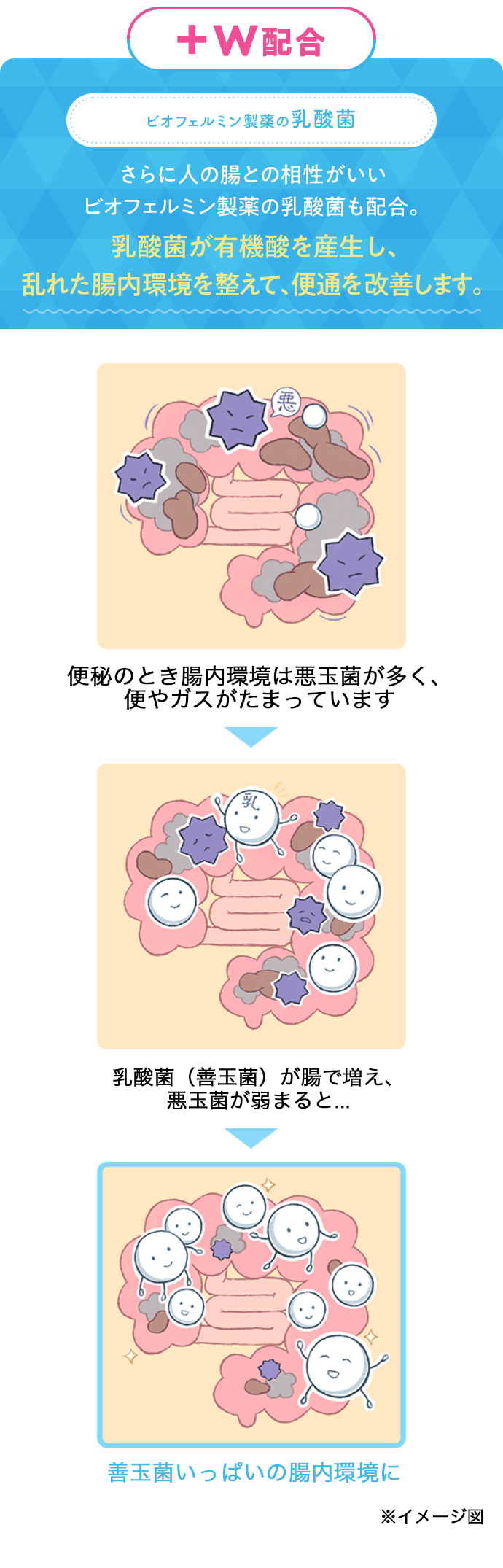 乳酸菌が乱れた腸内環境を整えたイメージイラスト