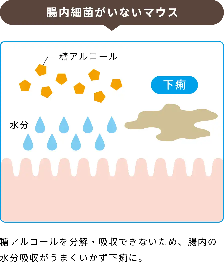 腸内細菌がいないマウスの腸のイメージイラスト