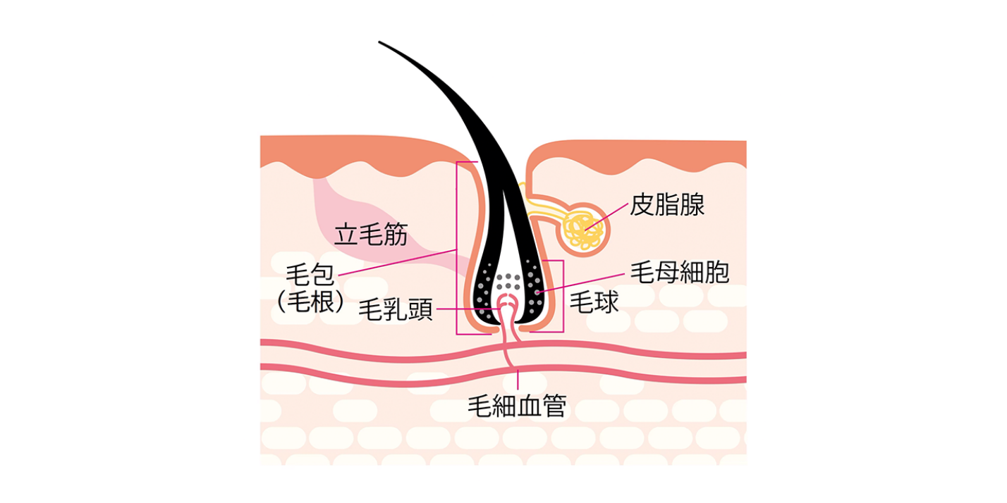 髪と頭皮の構造のイメージ図