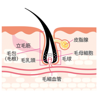 髪と頭皮の構造のイメージ図