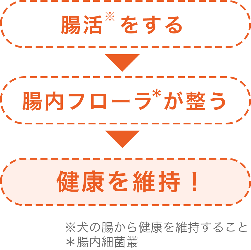 腸活をすると腸内フローラが整い健康を維持できる