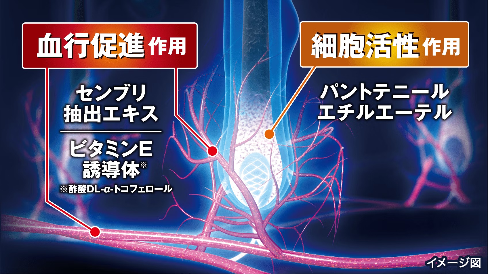 効果が認められた有効成分の血行促進作用と細胞活性作用が「抜け毛予防」「育毛」に作用するイメージ図