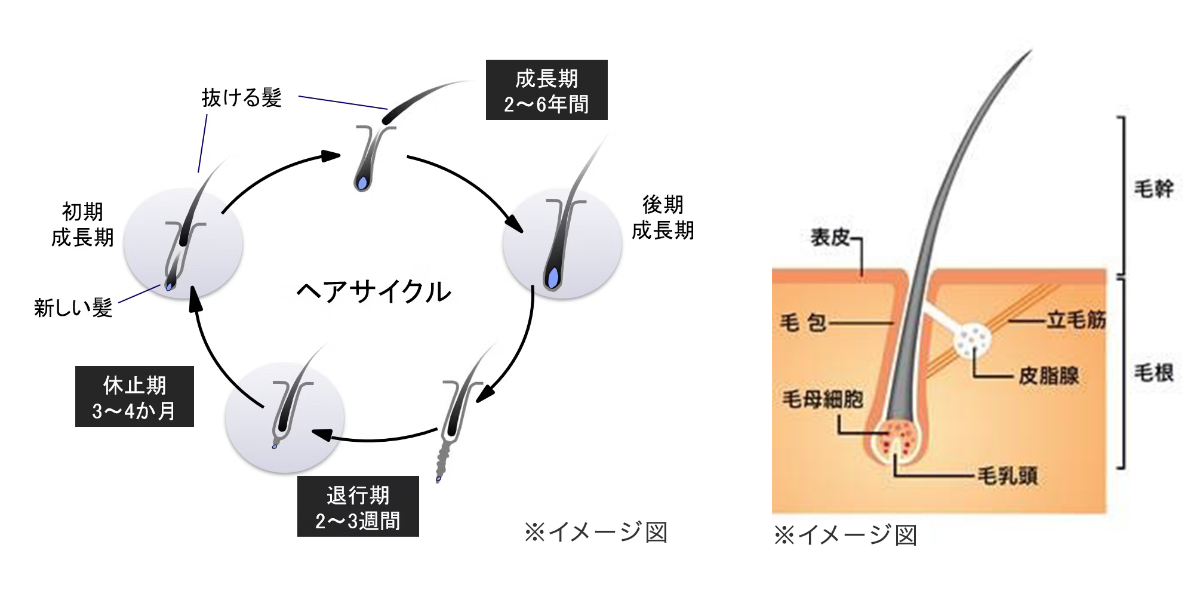 ヘアサイクル（毛周期）と髪と頭皮の構造のイメージ図