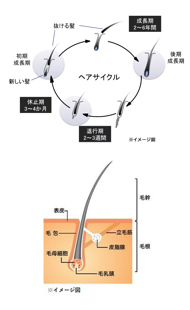 ヘアサイクル（毛周期）と髪と頭皮の構造のイメージ図