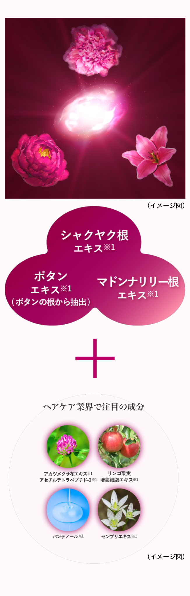 厳選した配合成分。シャクヤク根エキス・ボタンエキス（ボタンの根から抽出）・マドンナリリー根エキスと、ヘアケア業界で注目の成分、アカツメクサ花エキス・アセチルテトラペプチド-3・リンゴ果実培養細胞エキス・パンテノール・センブリエキスのイメージ写真