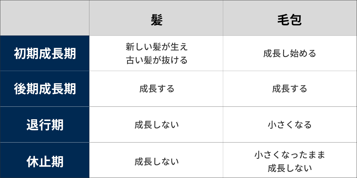 ヘアサイクルにおける髪と毛包の状態を示した表。髪は、初期成長期には新しい髪が生え古い髪が抜け、後期成長期には髪は成長し、退行期・休止期には成長しない。毛包は、初期成長期には成長し始め、後期成長期に成長し、退行期に小さくなって、休止期には小さくなったまま成長しなくなる。