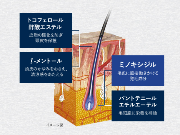 頭皮環境を整える3つの有効成分を配合し、発毛成分ミノキシジルが、本来の効果を発揮！