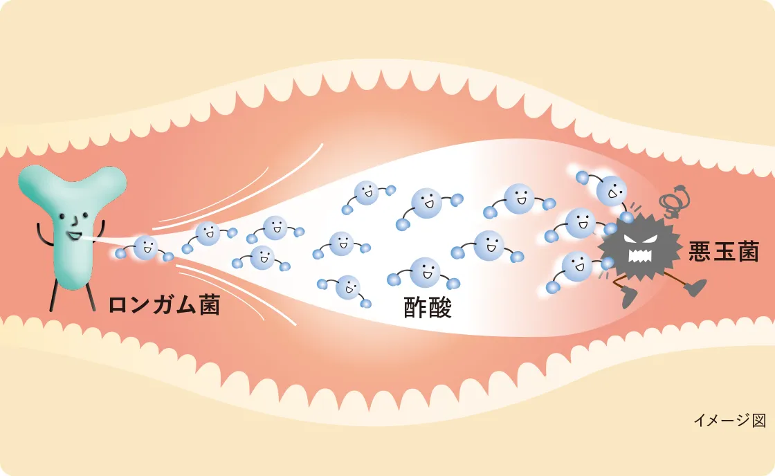 ロンガム菌によって産生された酢酸は腸内で悪玉菌の増殖を抑制しているイラスト