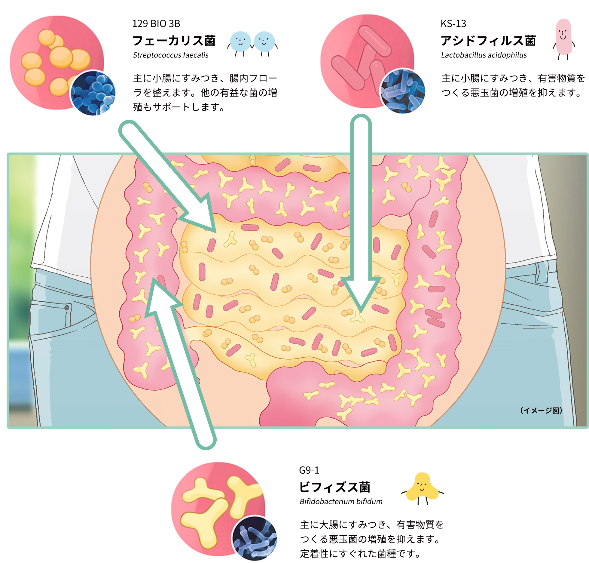 ビフィズス菌と2種類の乳酸菌が腸内環境（腸内フローラ）を整えているイメージイラスト