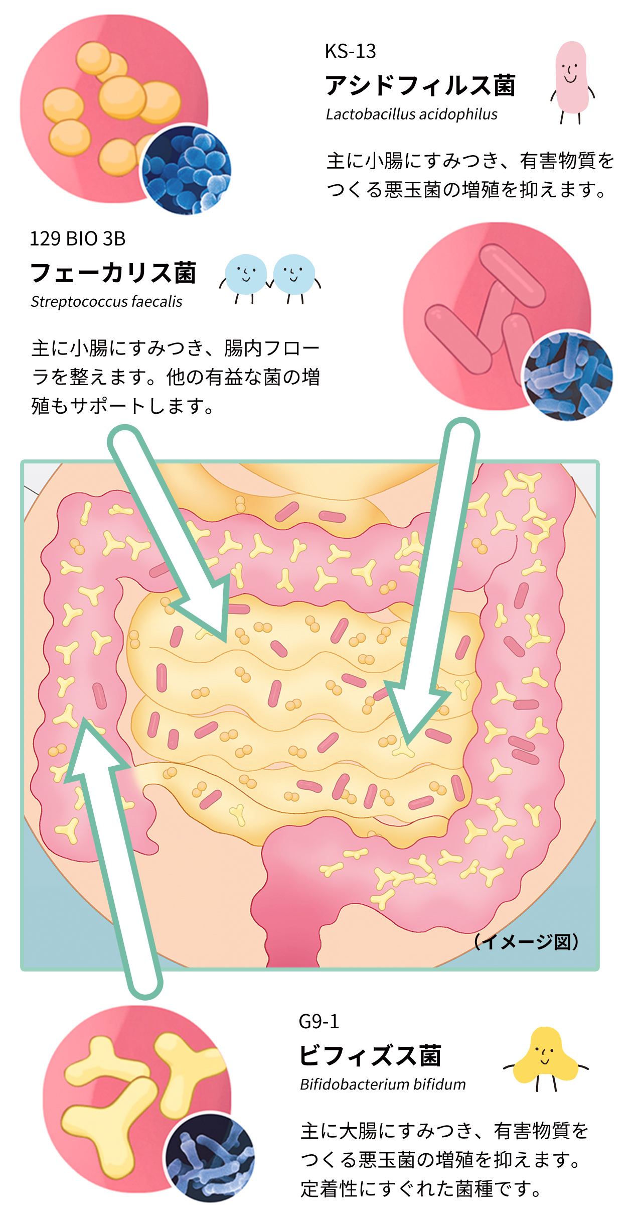 ビフィズス菌と2種類の乳酸菌が腸内環境（腸内フローラ）を整えているイメージイラスト