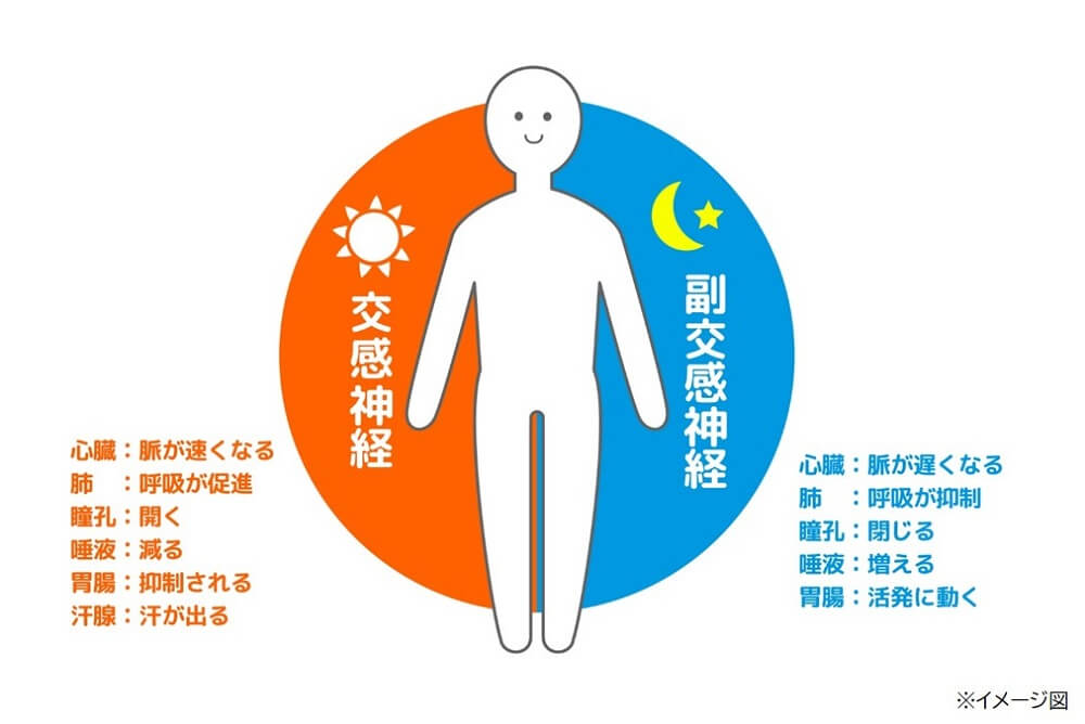 交感神経と副交感神経の働き