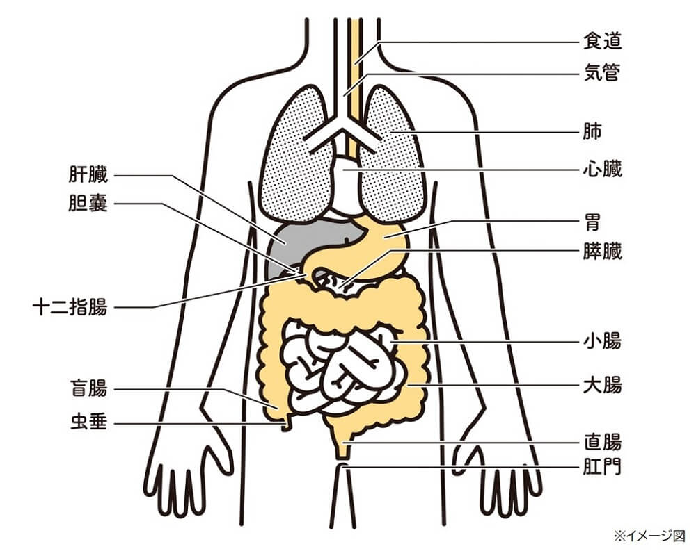 胃痛はなぜ起きる？その原因を解説 ｜ 大正漢方胃腸薬 ｜ 大正製薬