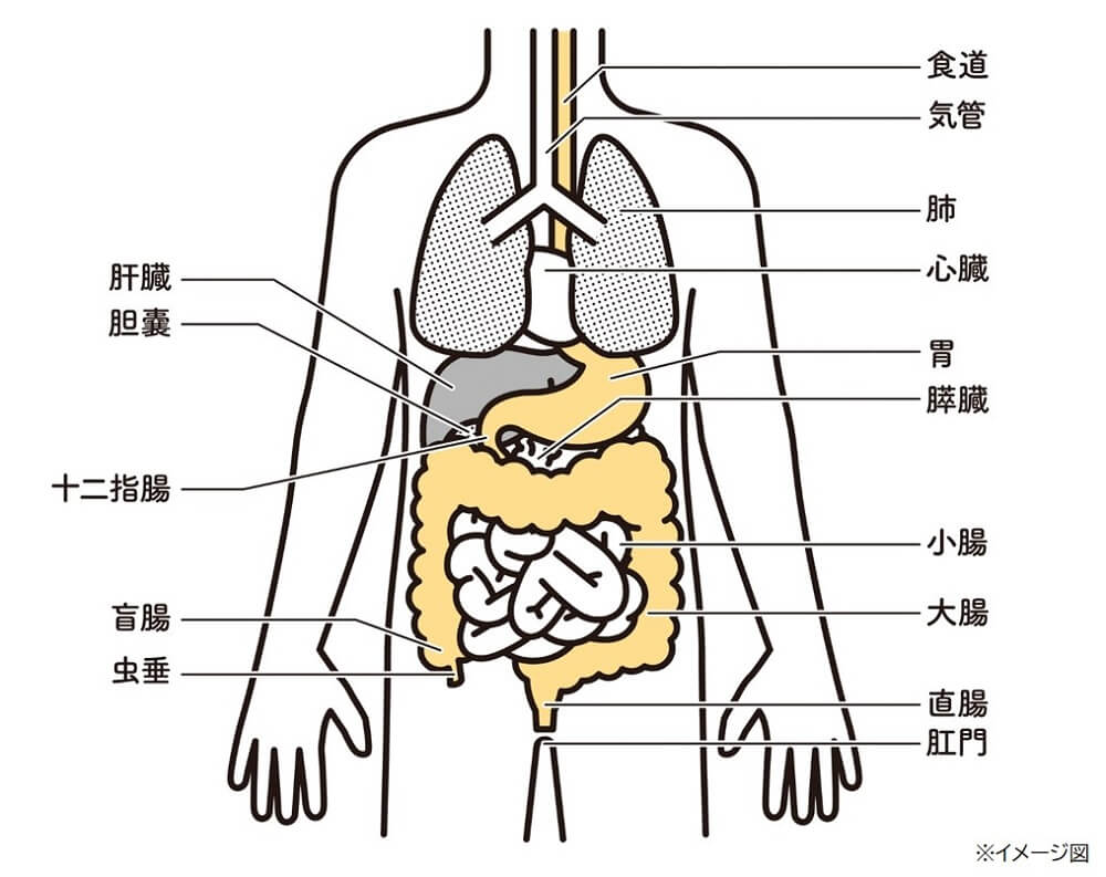 （４）胃痛、実は胃腸以外の臓器の痛みであることも