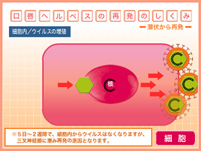 口唇ヘルペス再発のしくみ 細胞内ウイルスの増殖