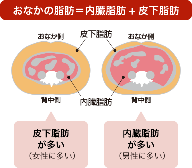 おなかの脂肪