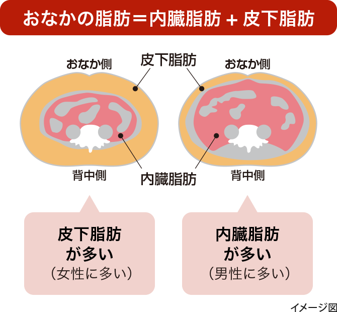 おなかの脂肪