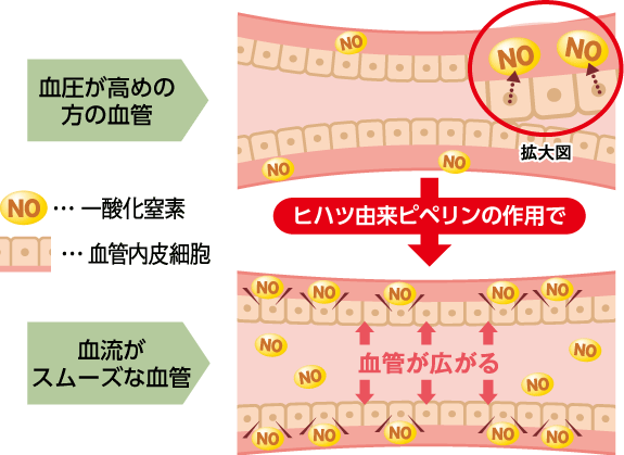 ヒハツ由来ピぺリンは血管内でNO（一酸化窒素）の産生を促し、血管を拡張させ、血流をスムーズにすることで高めの血圧が改善します。